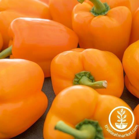 Orange Sun Pepper