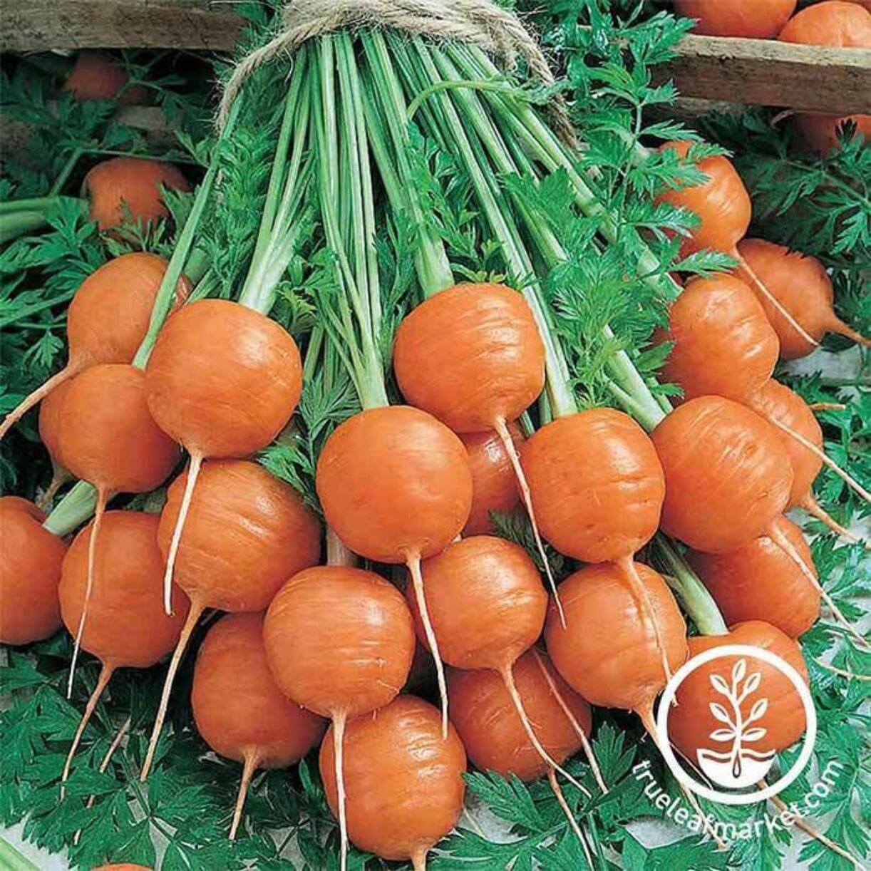 Parisian Carrot