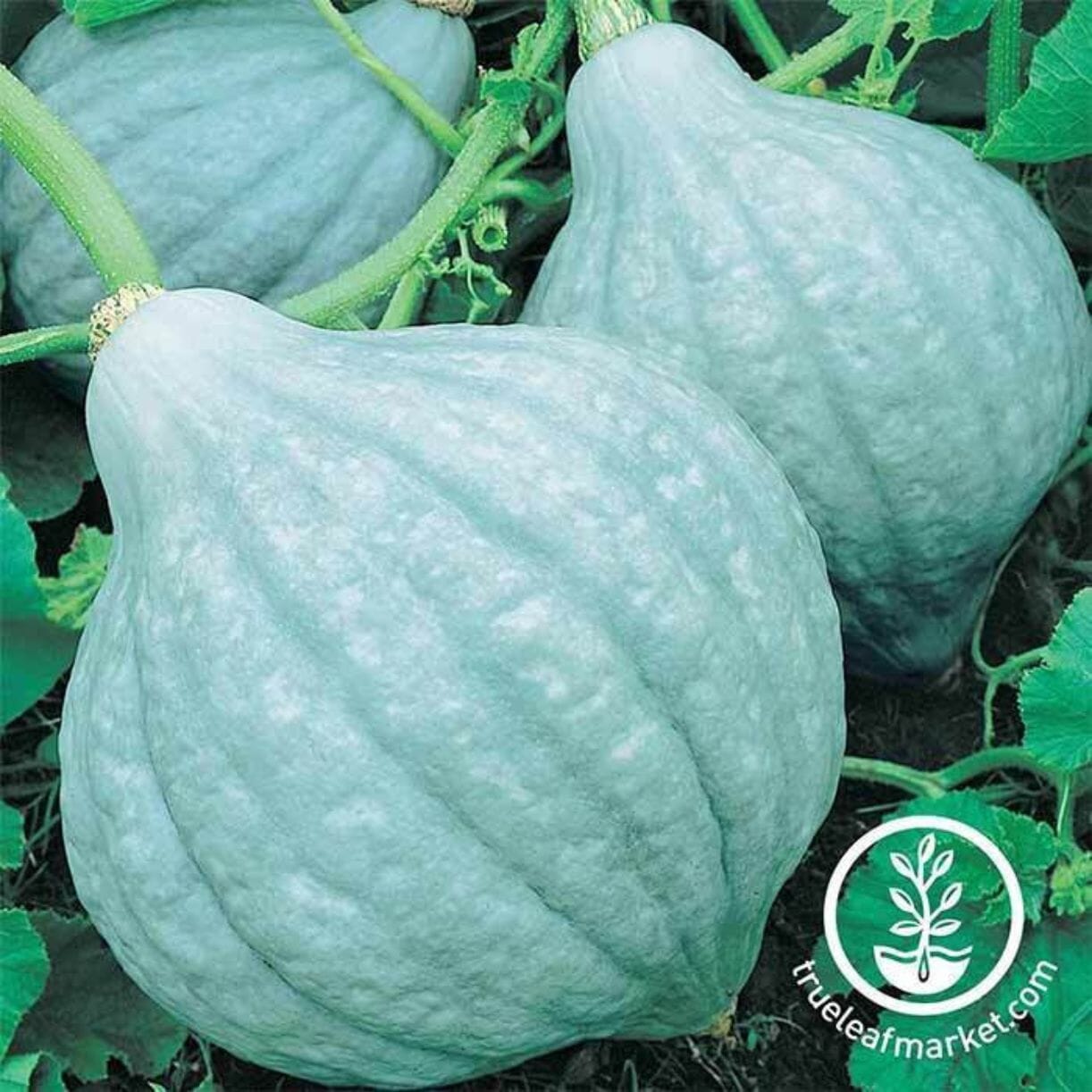 Blue Hubbard Squash
