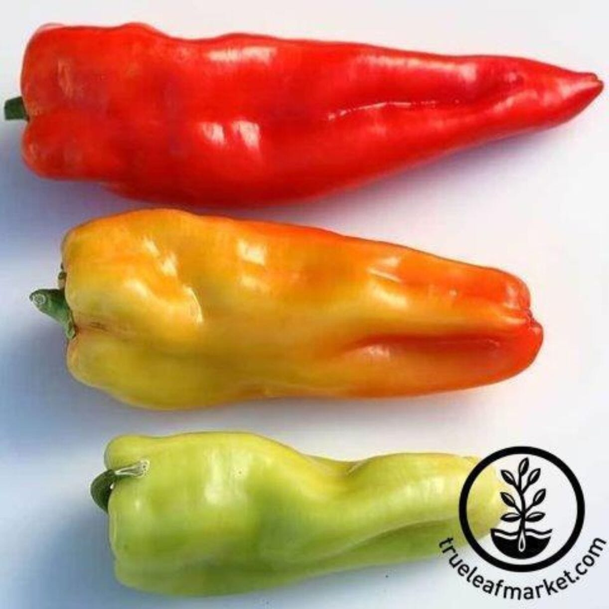 Giant Aconcagua Pepper