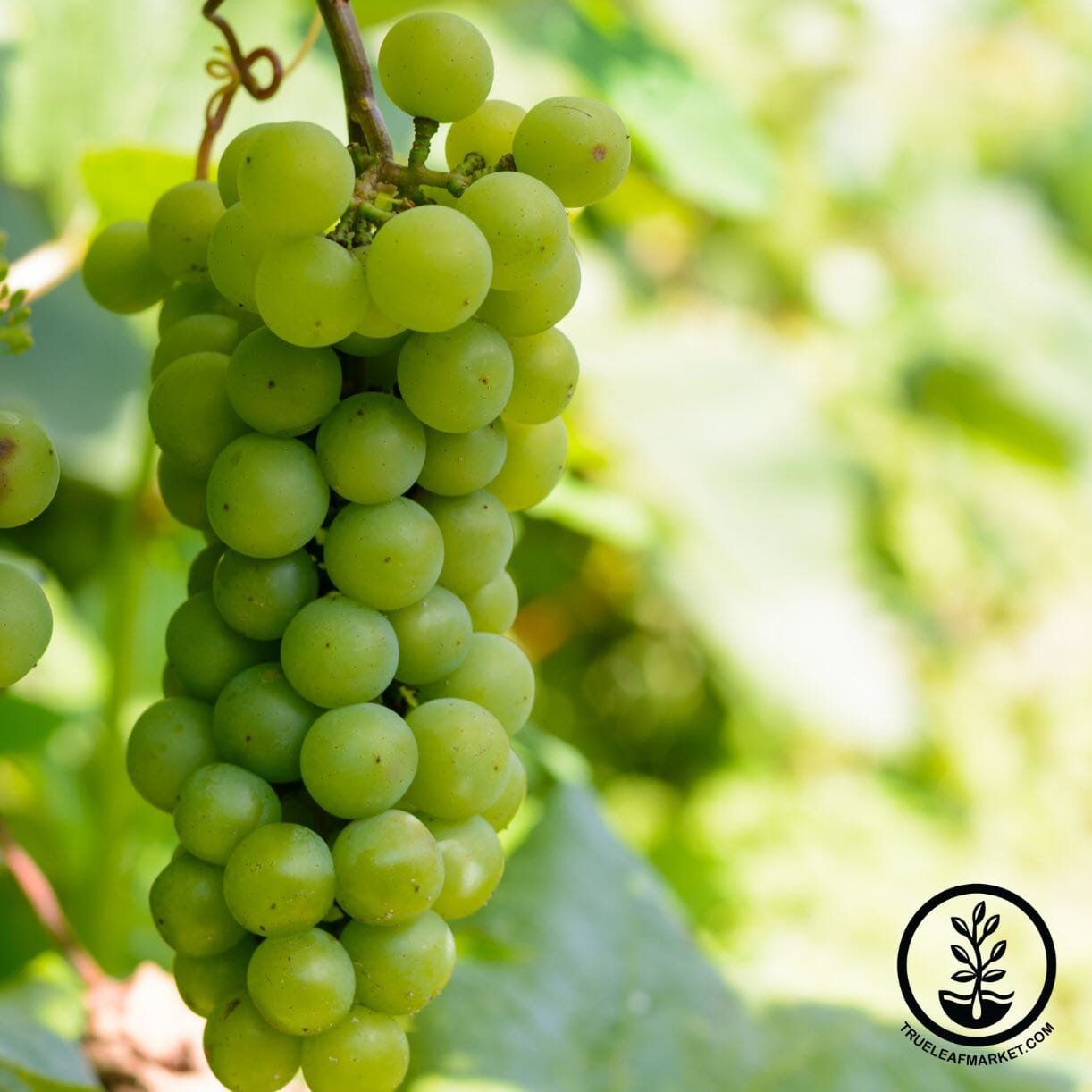 Himrod Grape