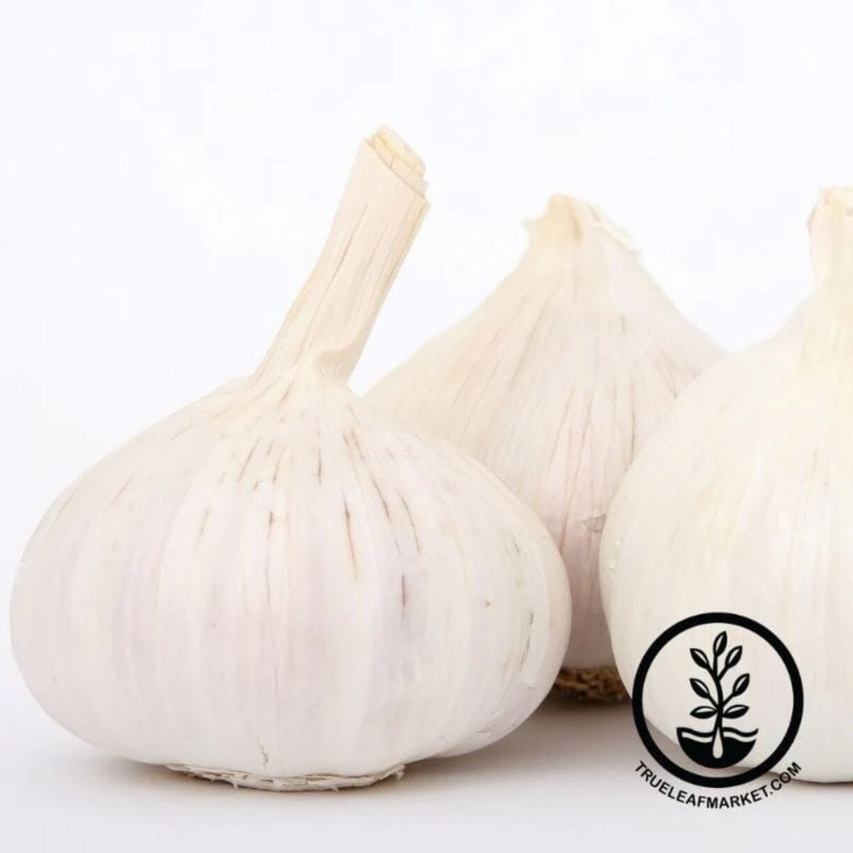 Transylvanian Garlic