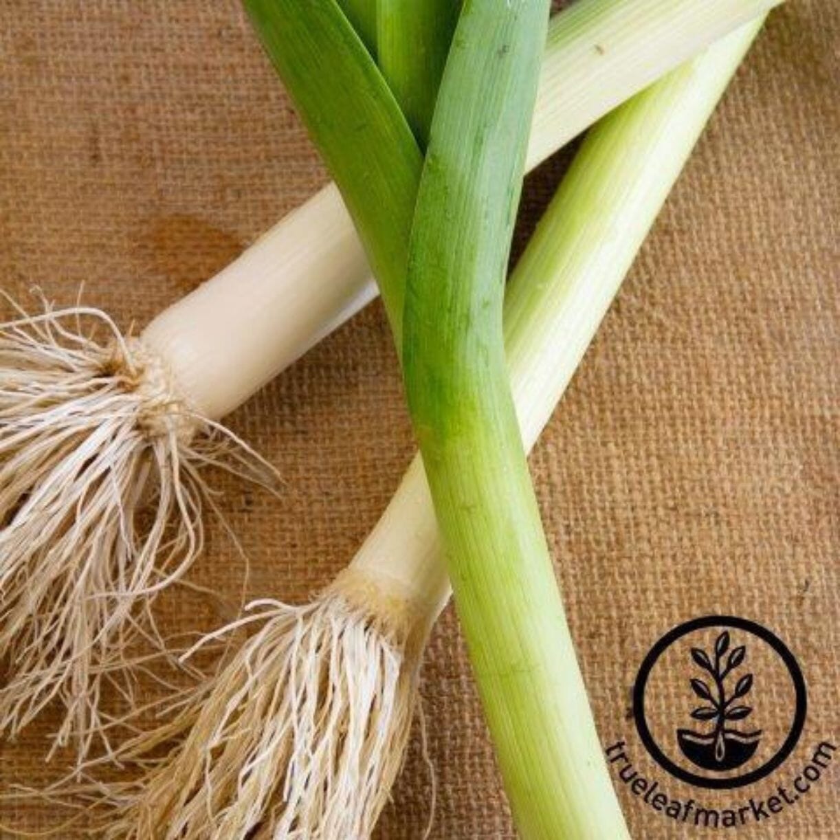 White Lisbon Onion