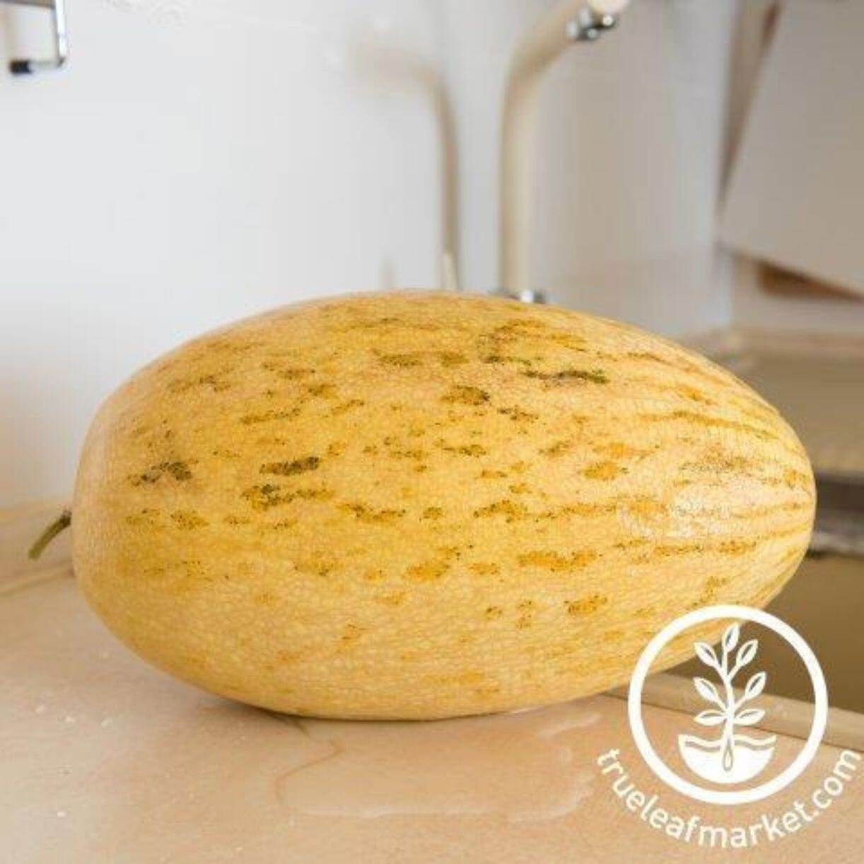 Banana Melon