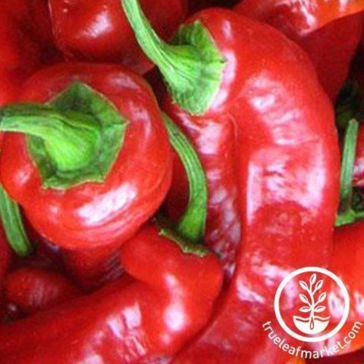 Jimmy Nardello Pepper