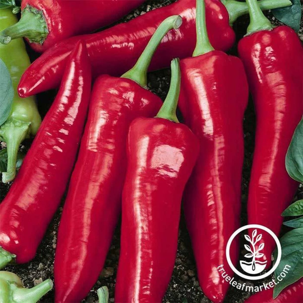 Big Jim Pepper