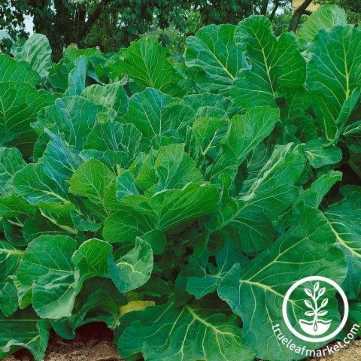 Portuguese Kale