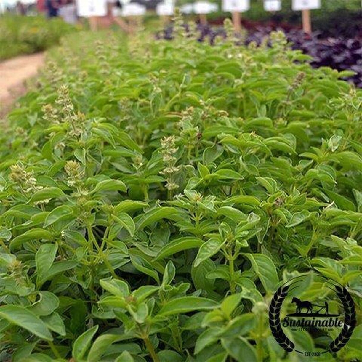 Lime Basil