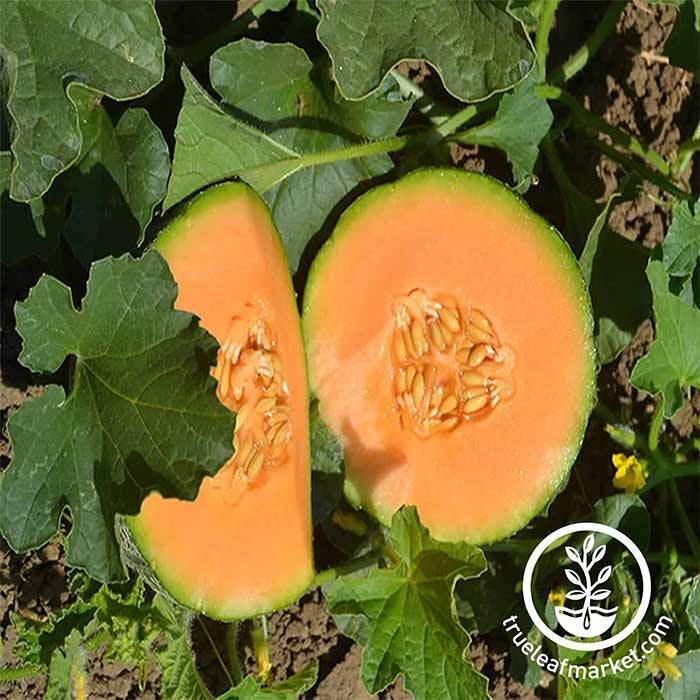 Minnesota Midget Melon