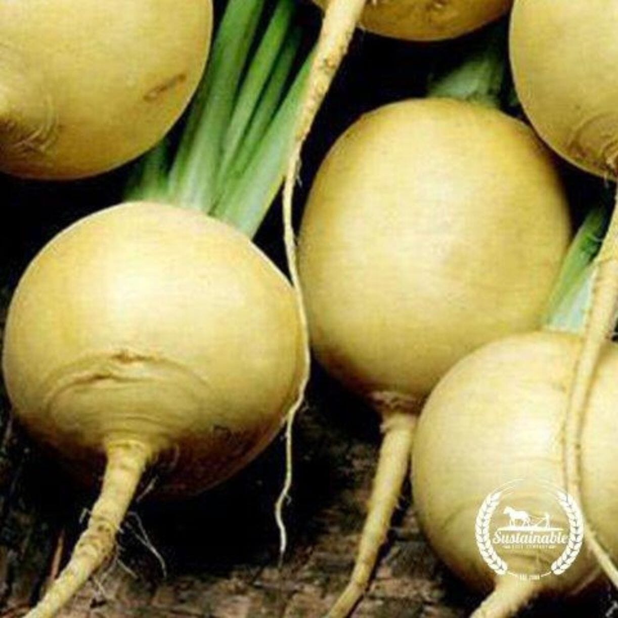 Golden Globe