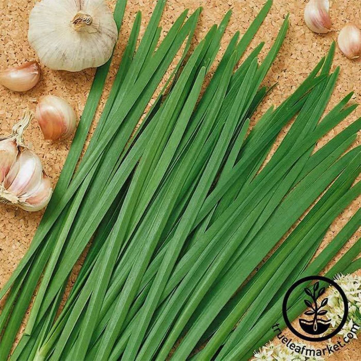 Garlic Chives
