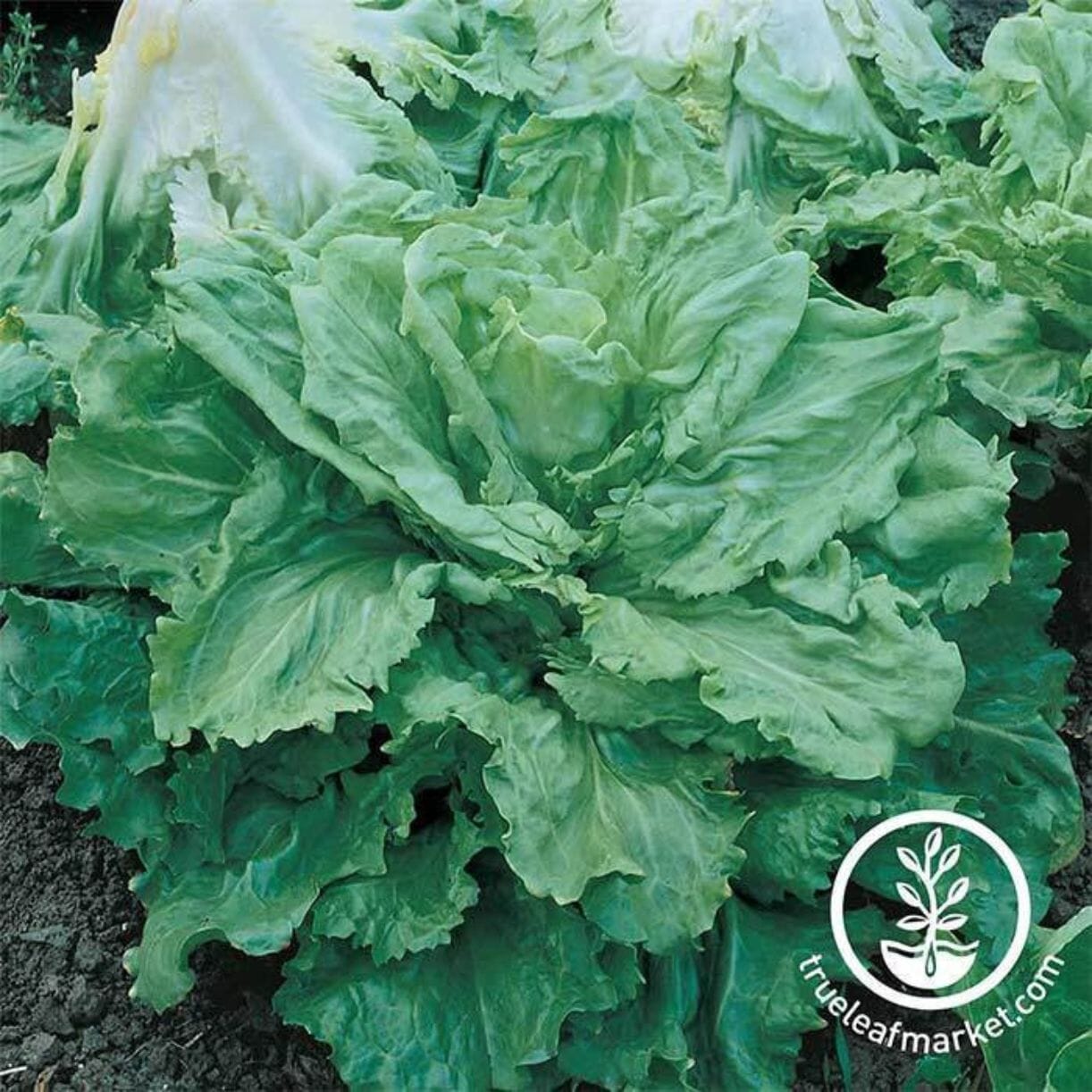Broadleaf Batavian Endive