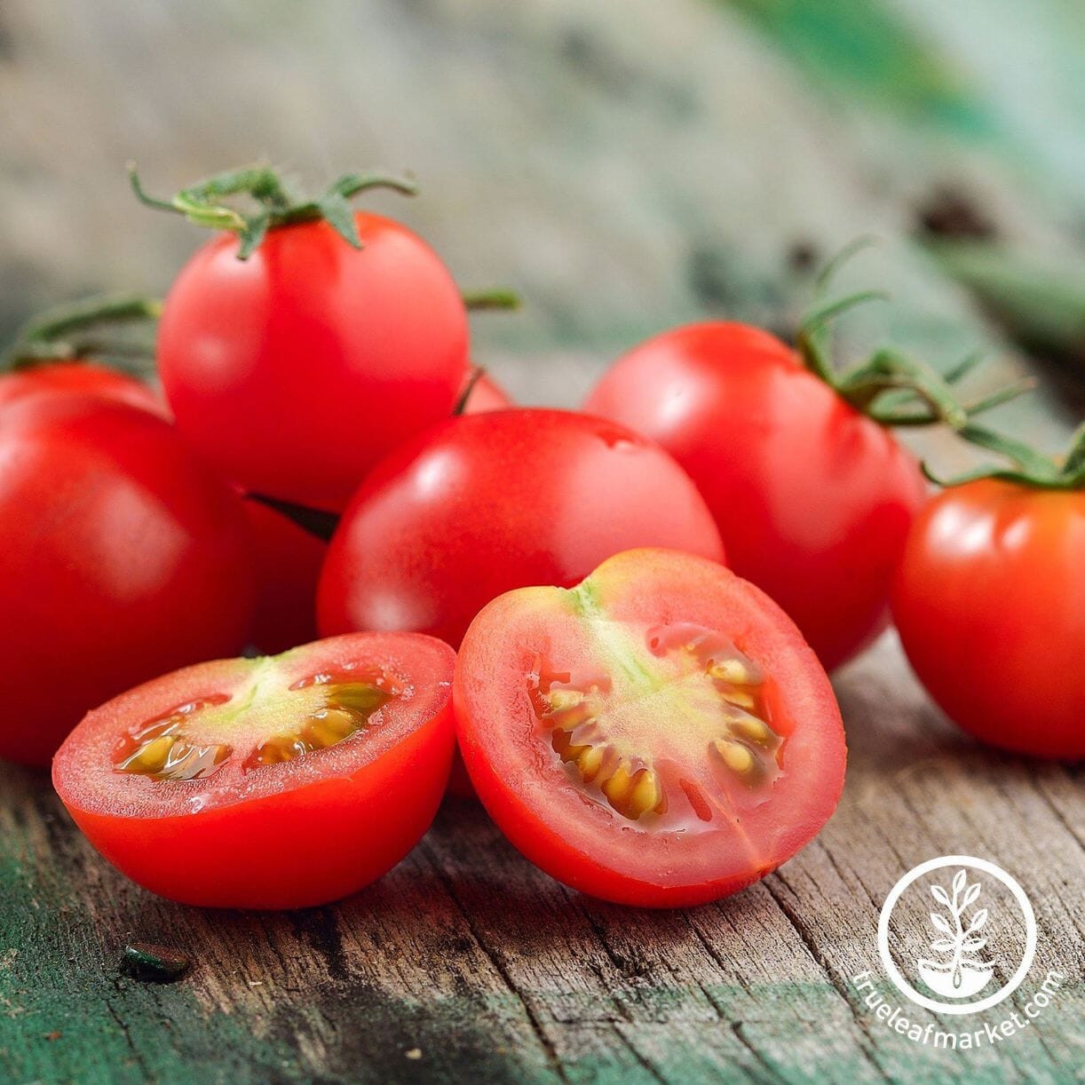 Tiny Tim Tomato