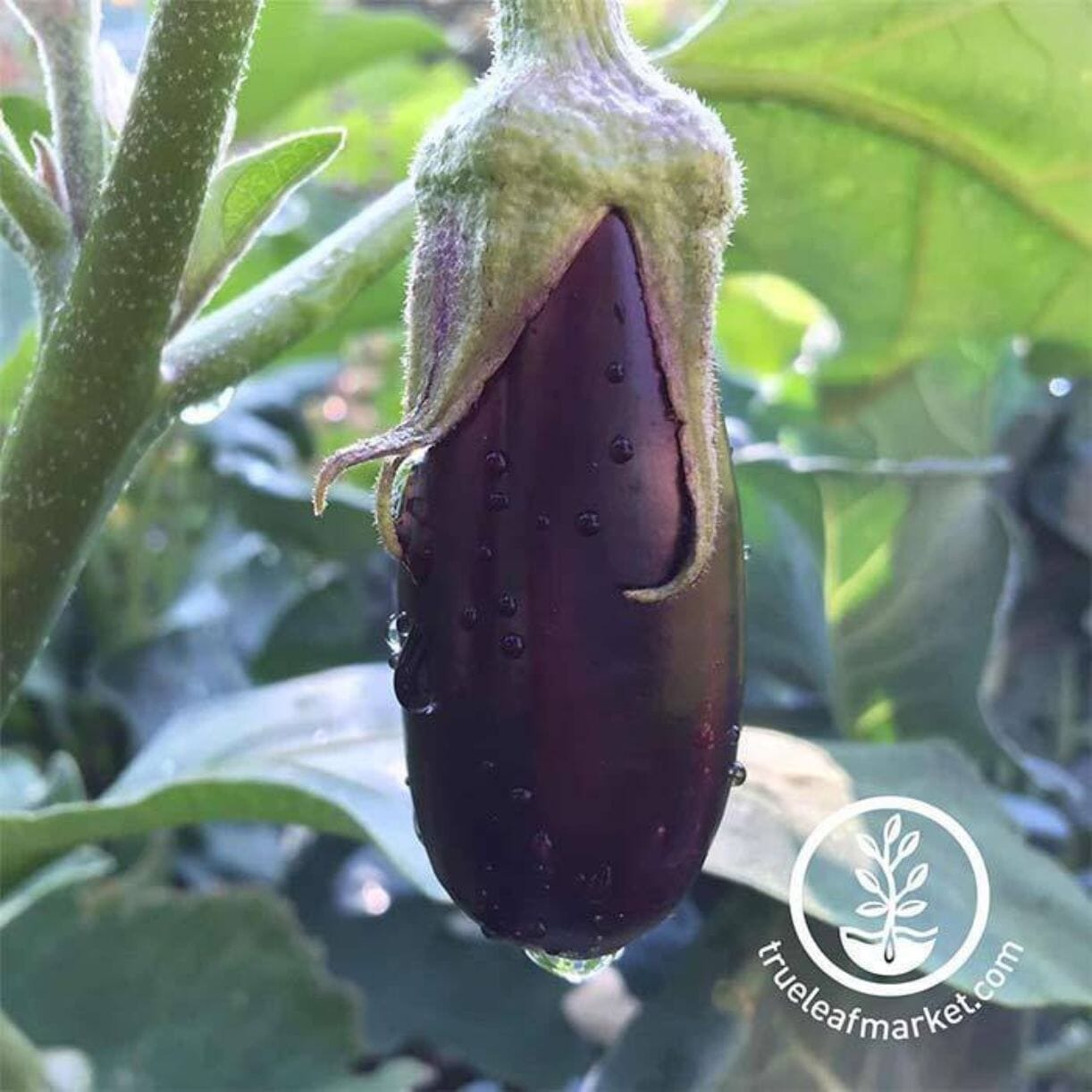 Long Purple Eggplant