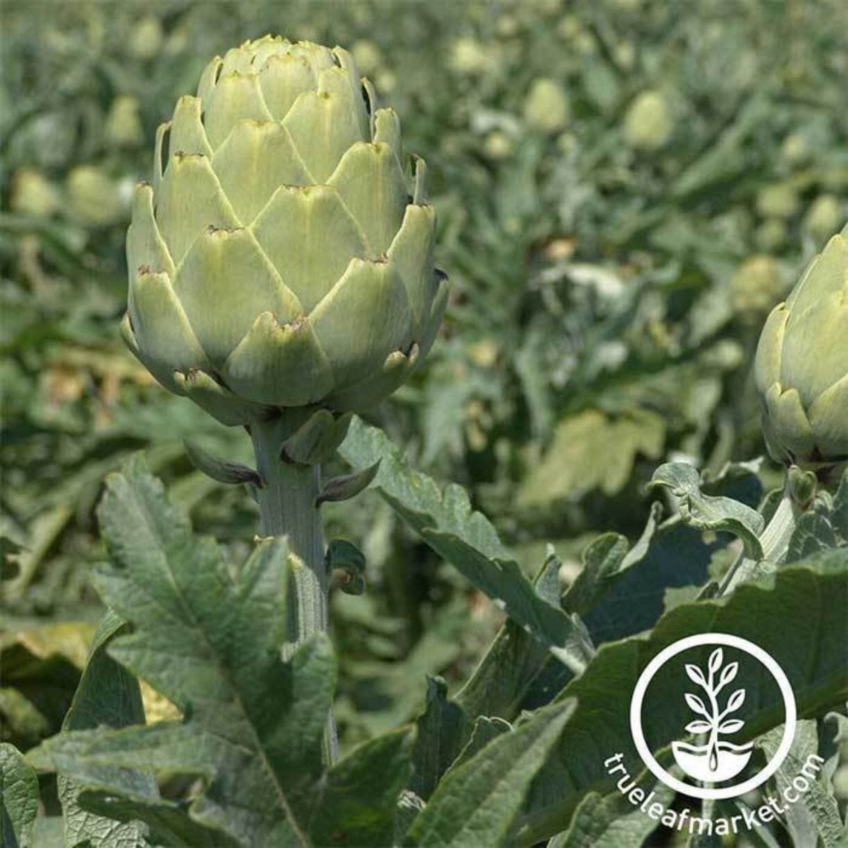 Imperial Star Artichoke