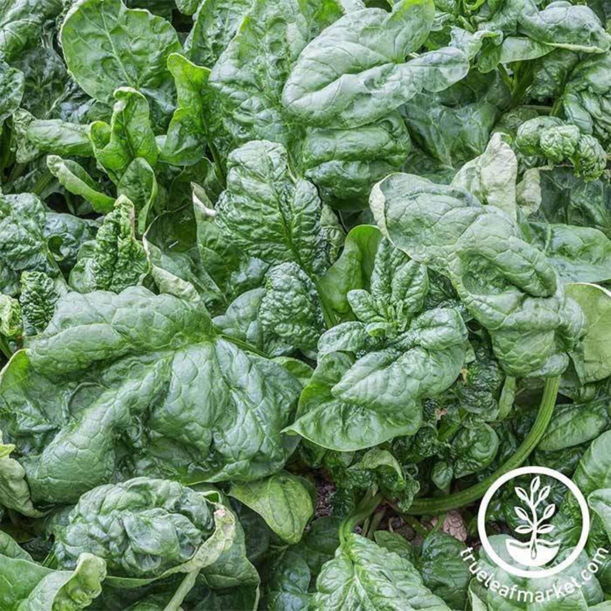 Bloomsdale Long Standing Spinach
