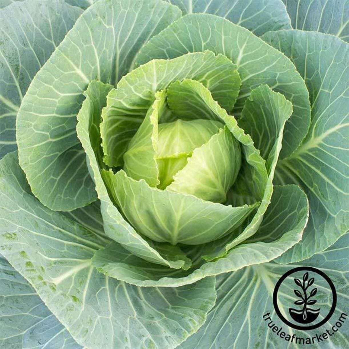 Vates Collards