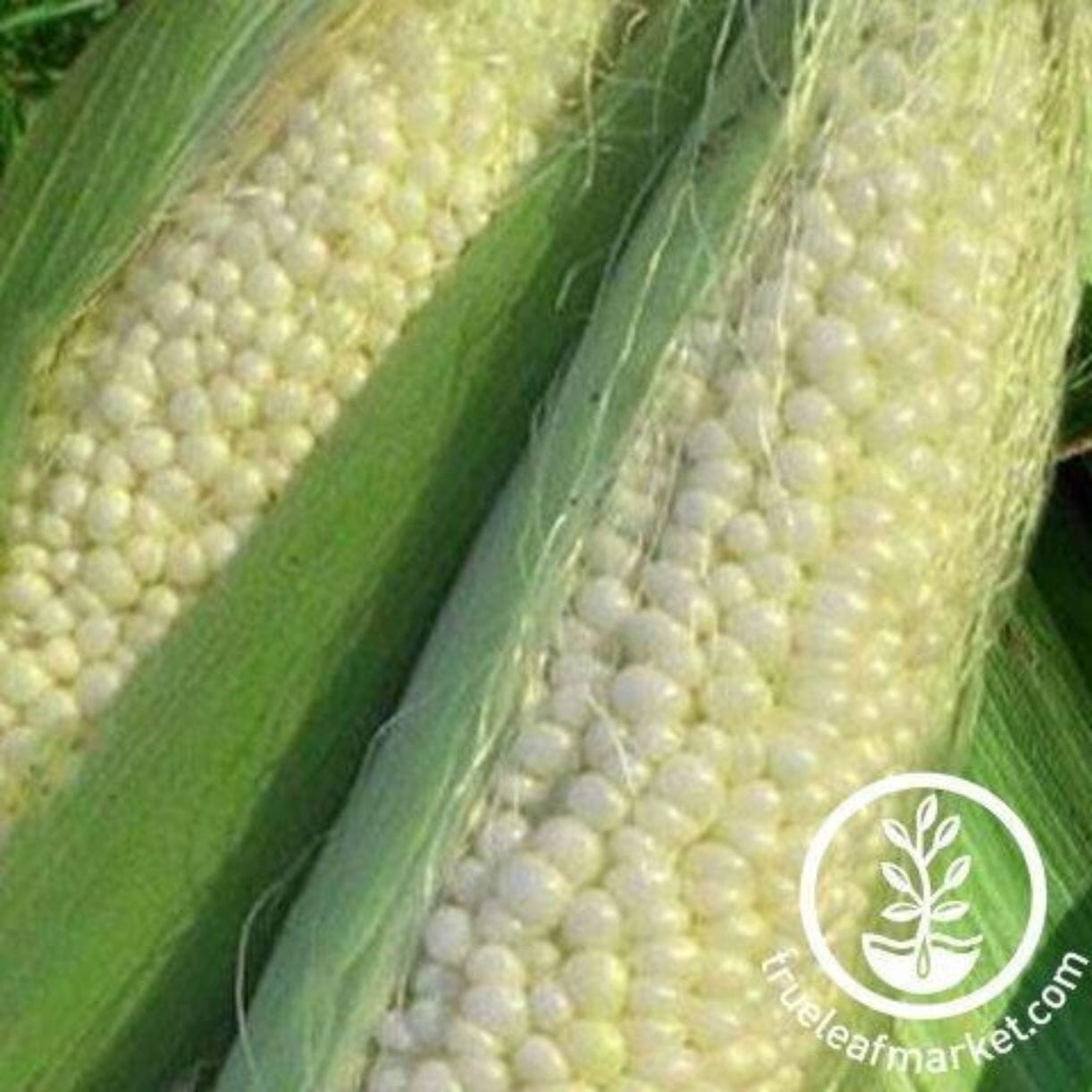 Country Gentleman Corn