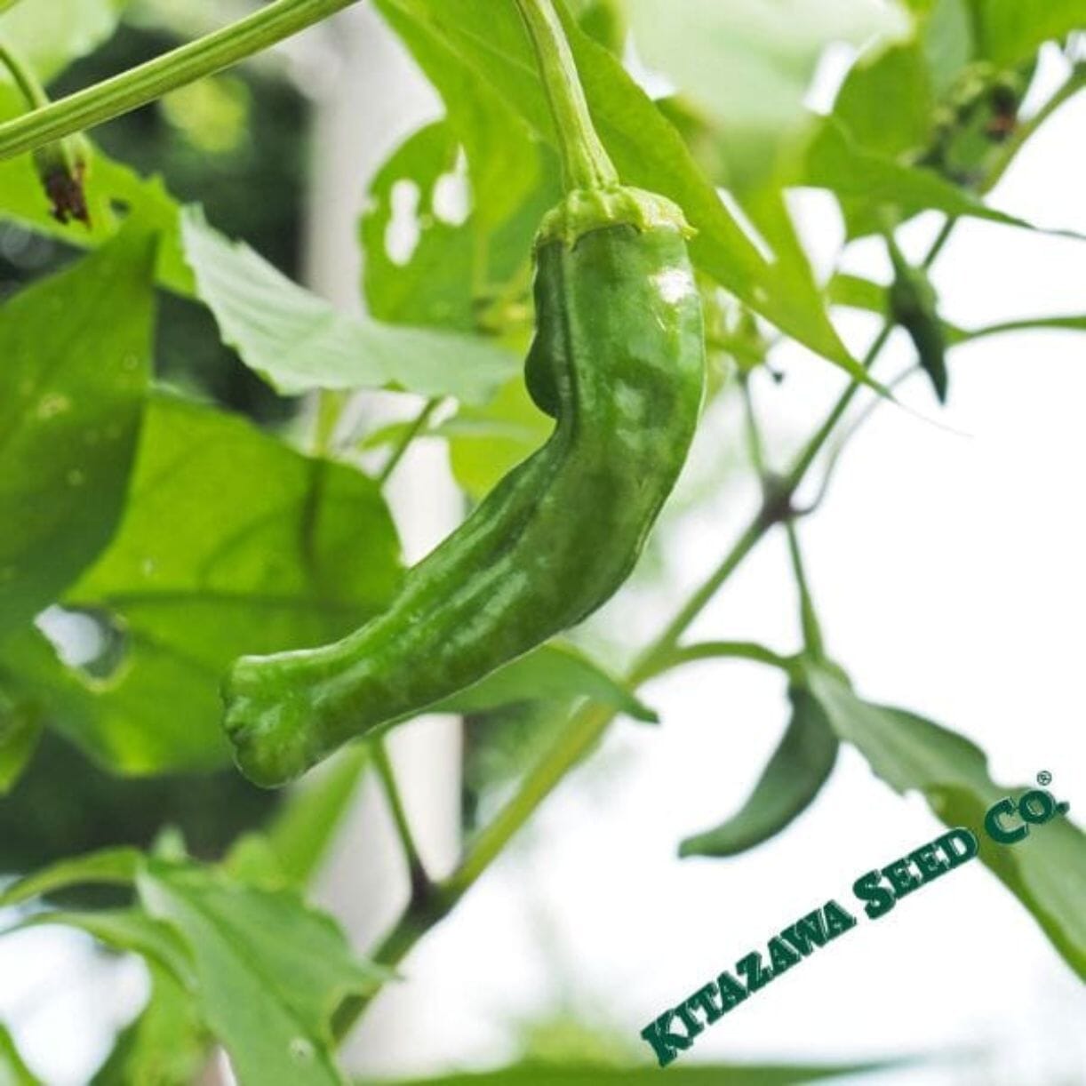 Shishito Pepper