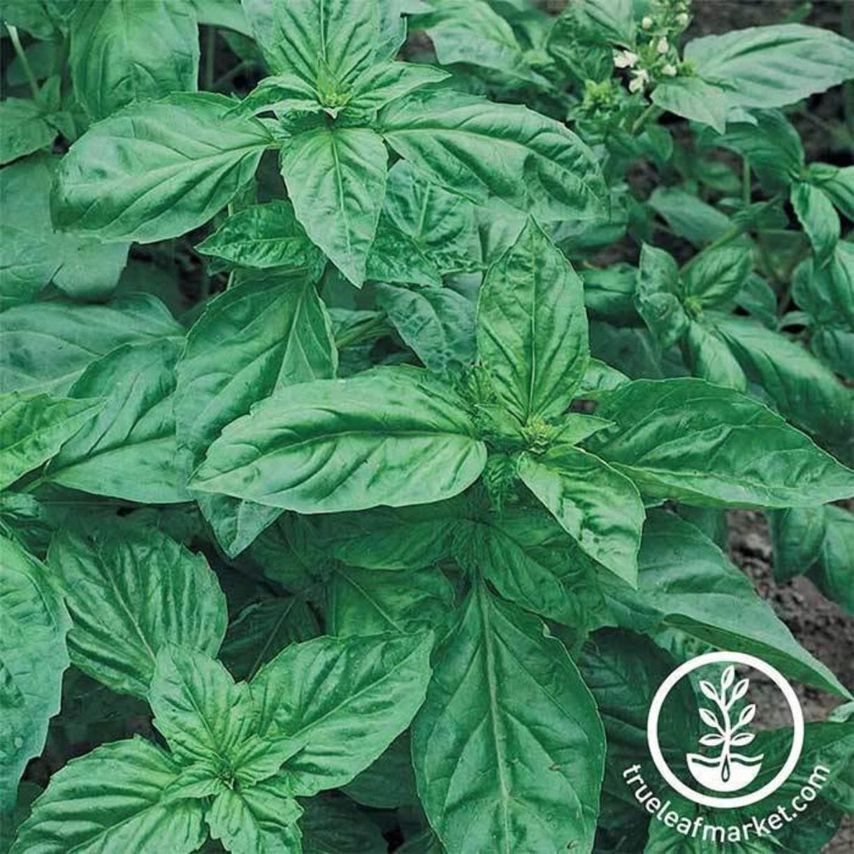 Genovese Basil