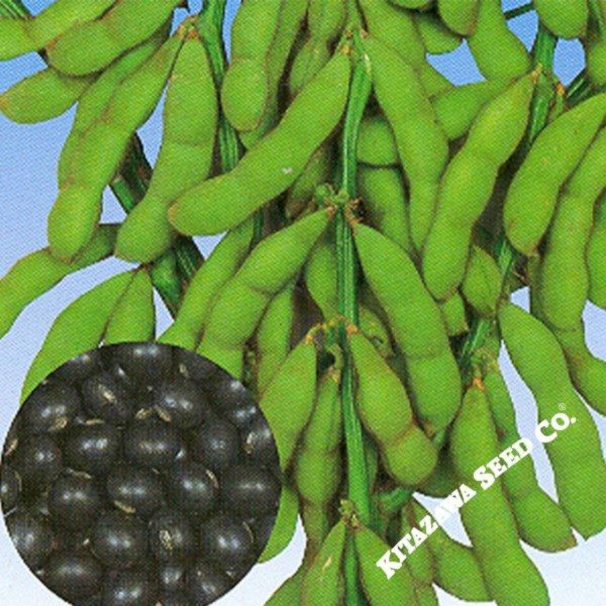 Tankuro Edamame