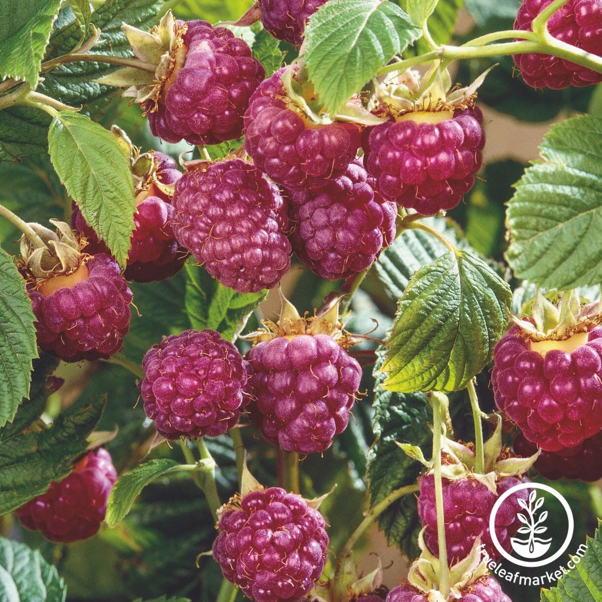 Heritage Raspberry
