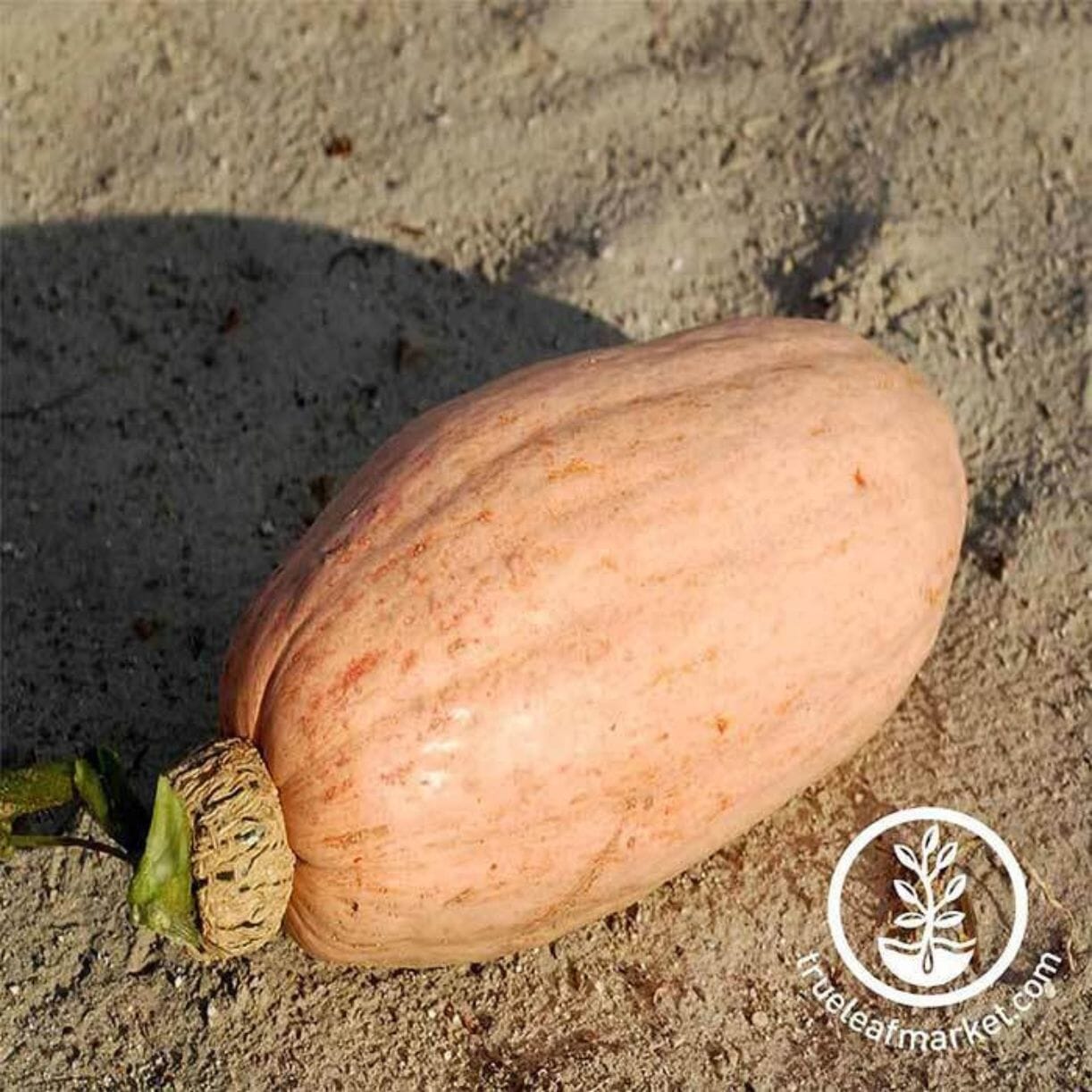 Pink Banana Jumbo Squash