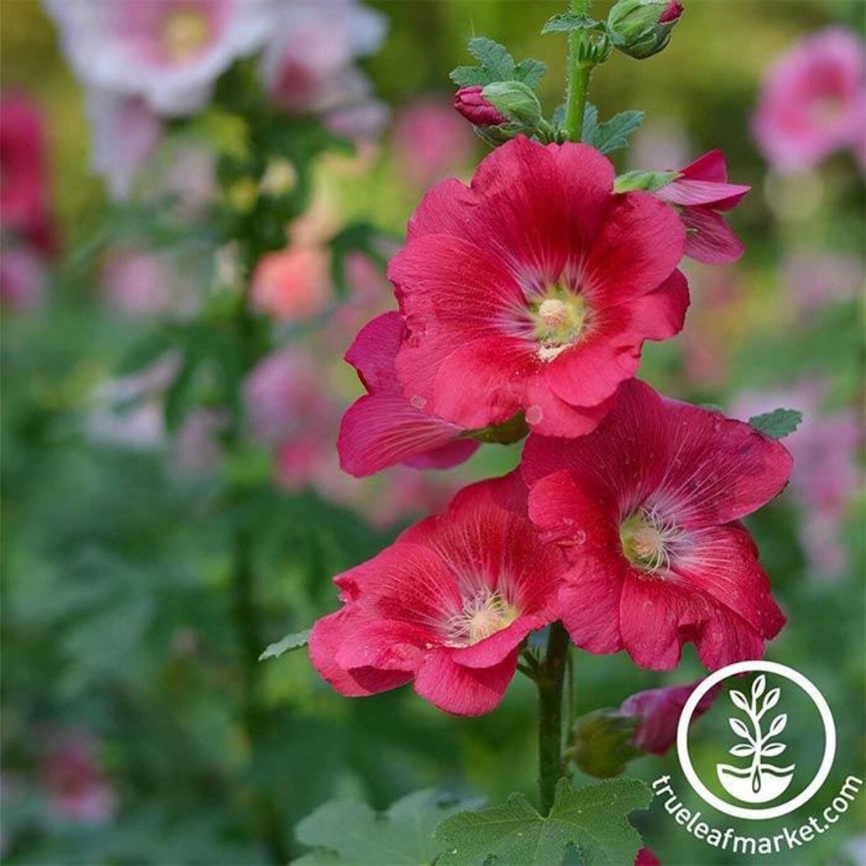Indian Spring Hollyhock