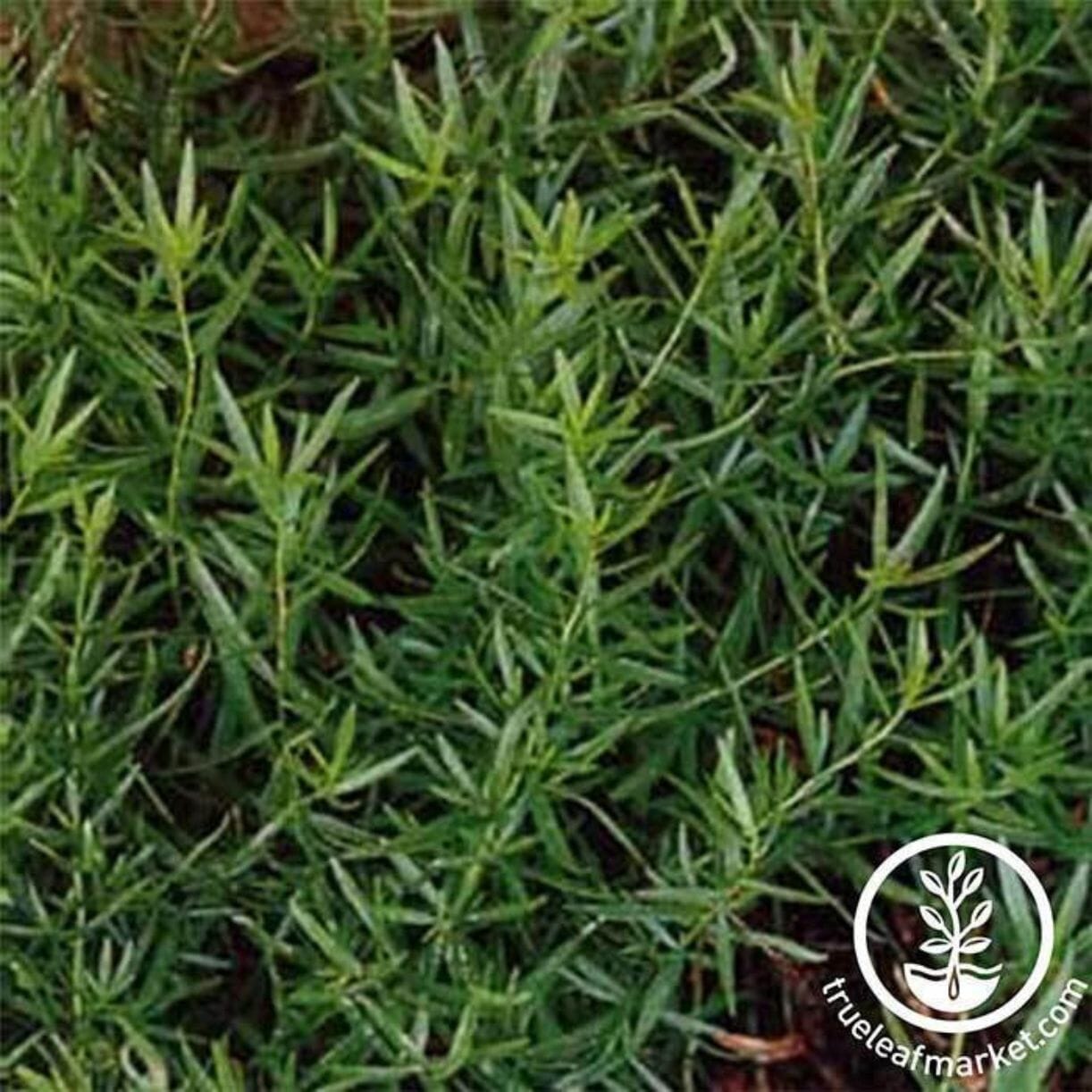 Russian Tarragon