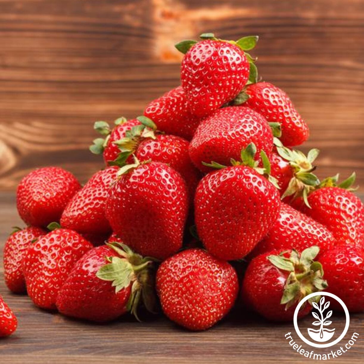 Albion Strawberry