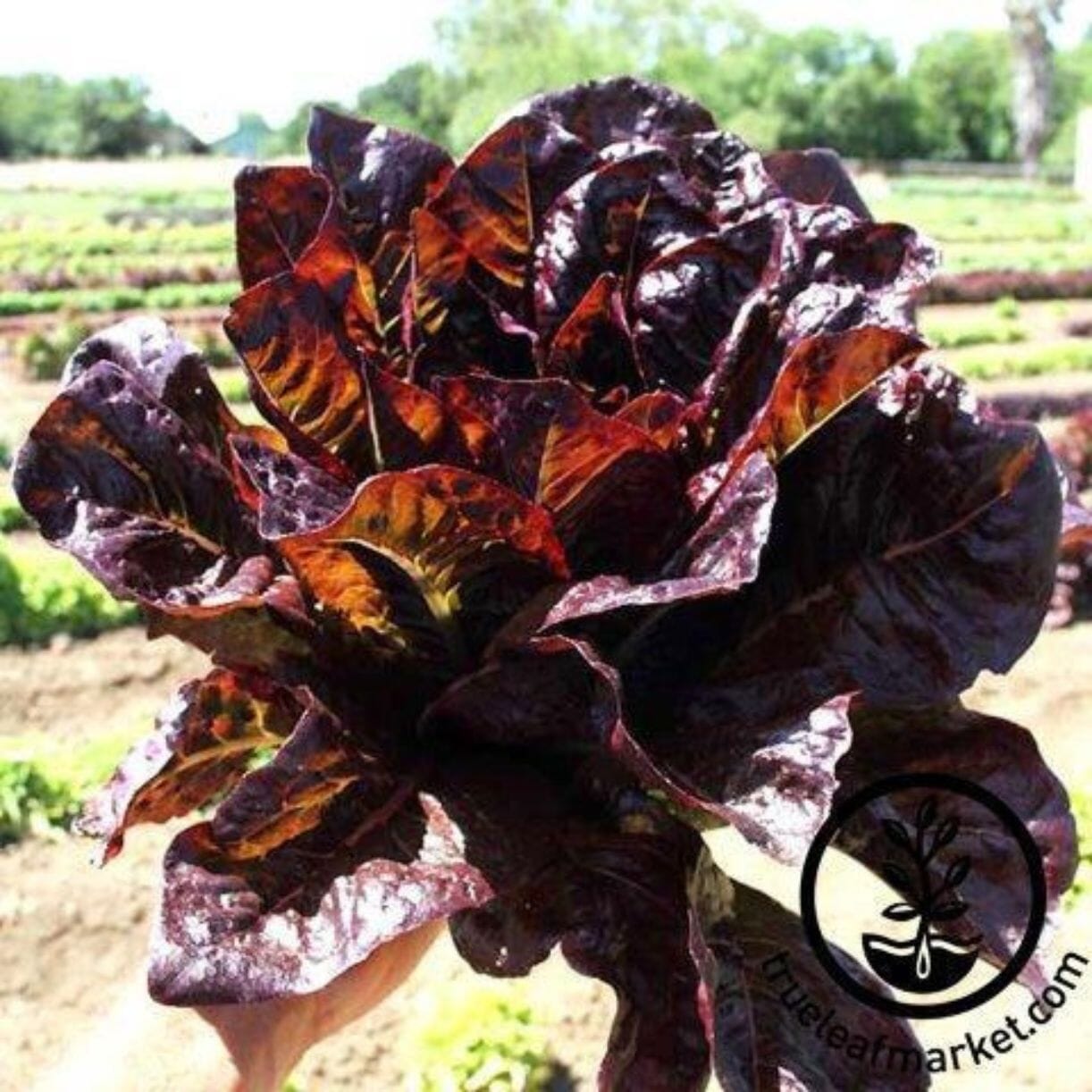 Red Romaine Lettuce