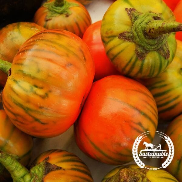Turkish Orange Eggplant