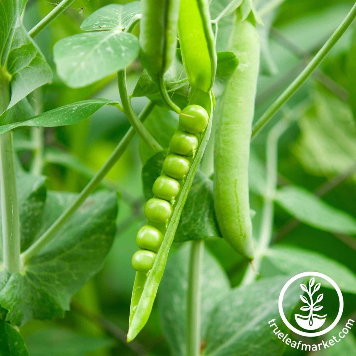 Lincoln Pea