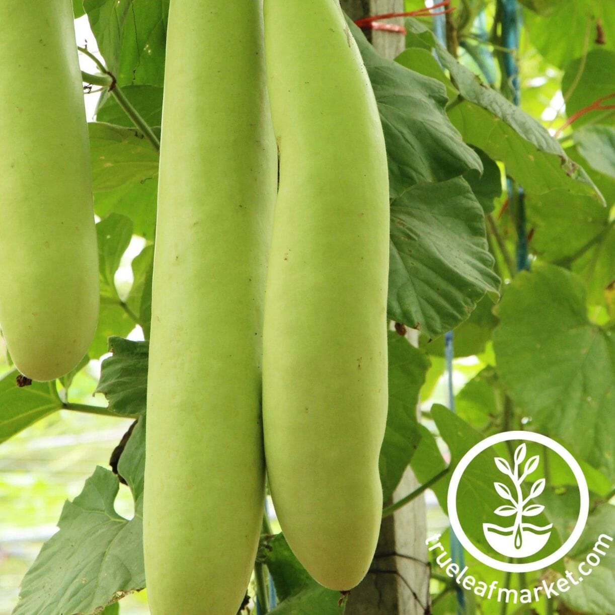 Cucuzzi Gourd