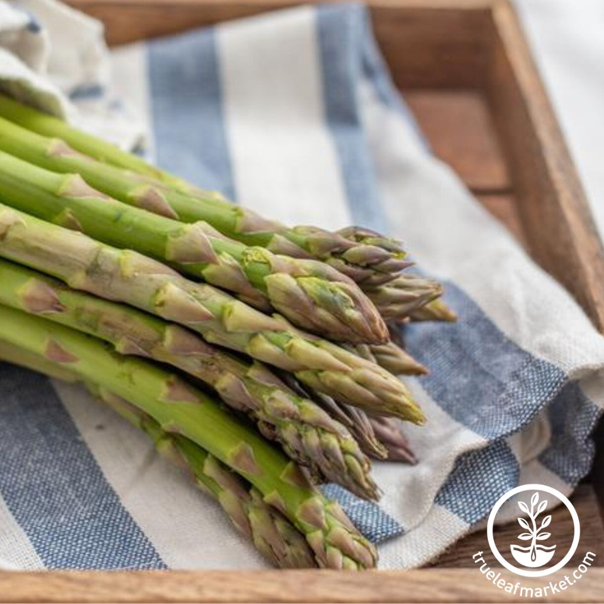 Jersey Knight Asparagus