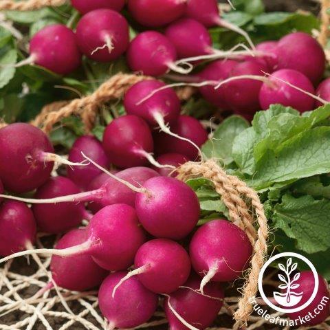 Amethyst Radish