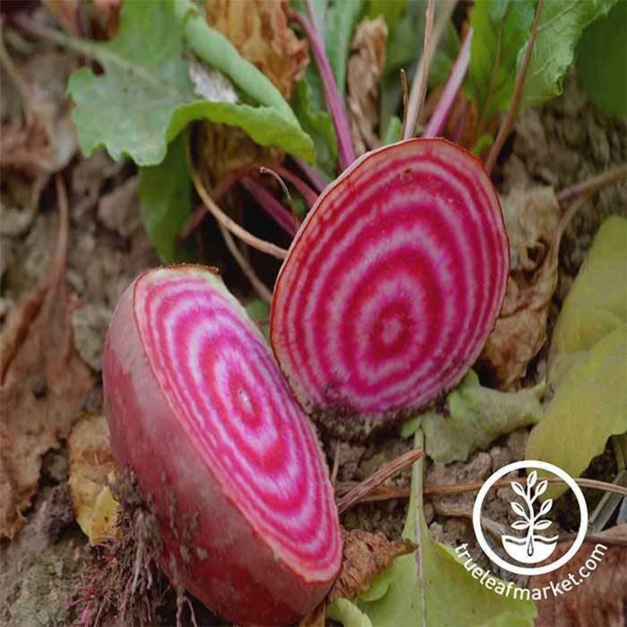 Chioggia Beet