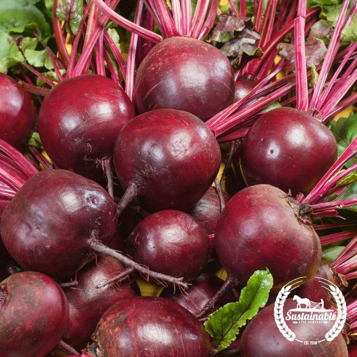 Ruby Queen Beet