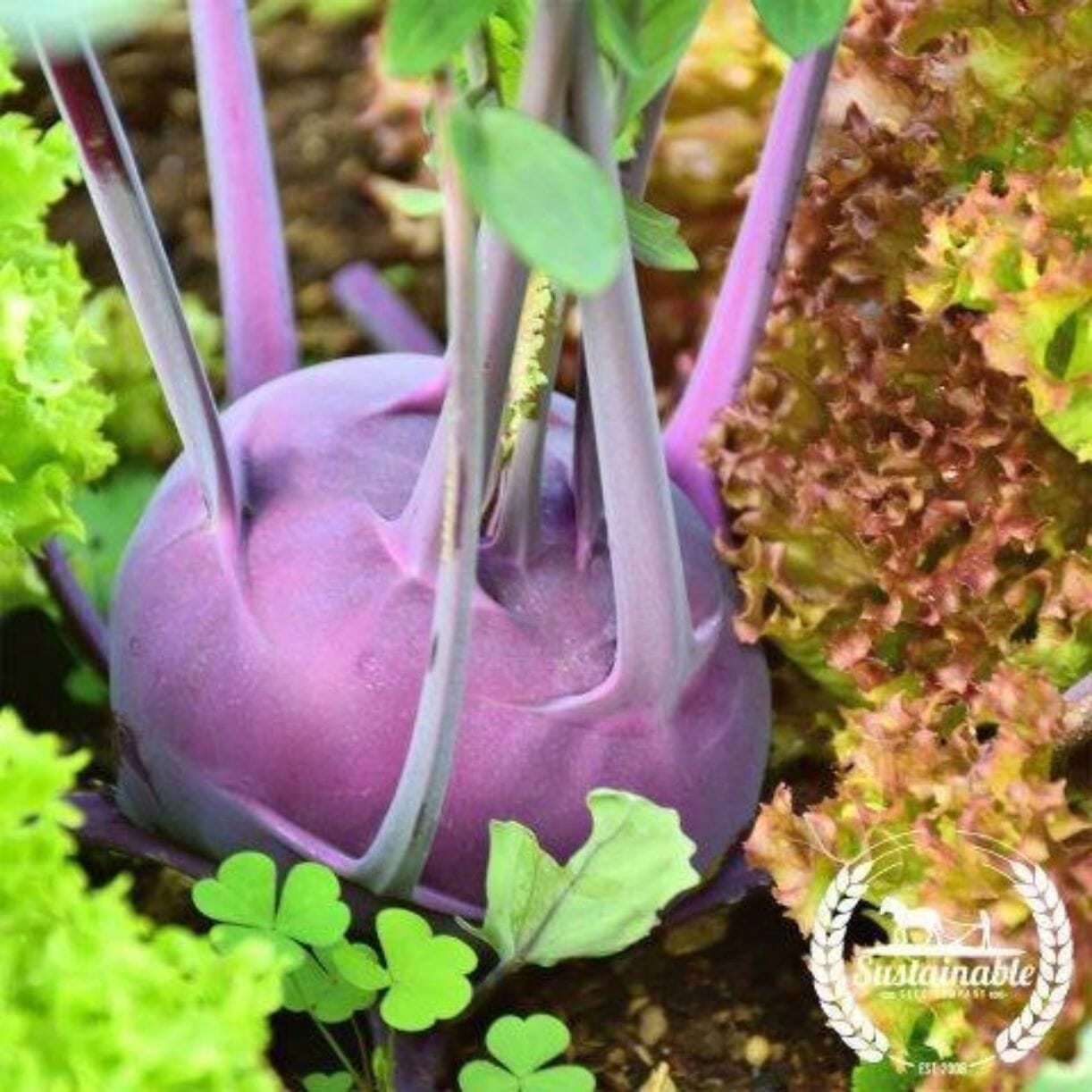 Purple Vienna Kohlrabi