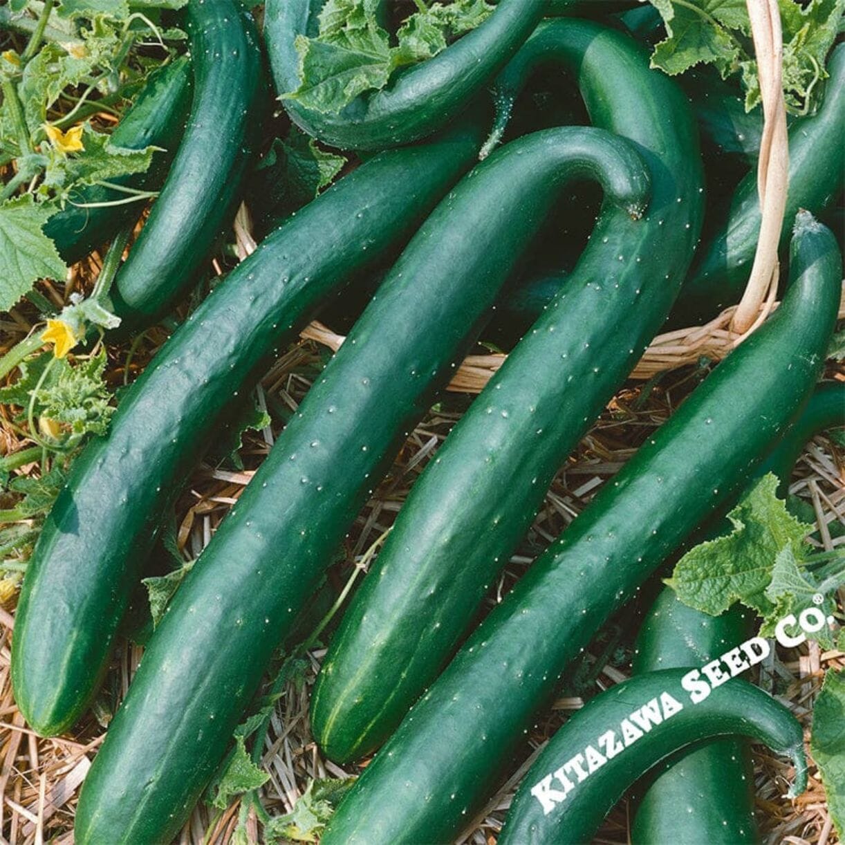 Green Dragon Burpless Cucumber