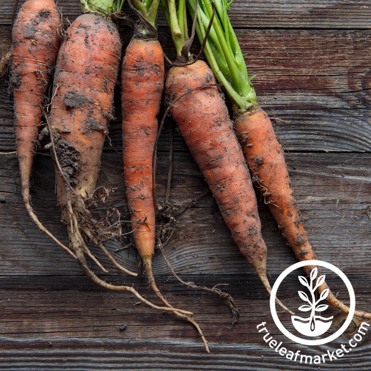 St. Valery Carrot