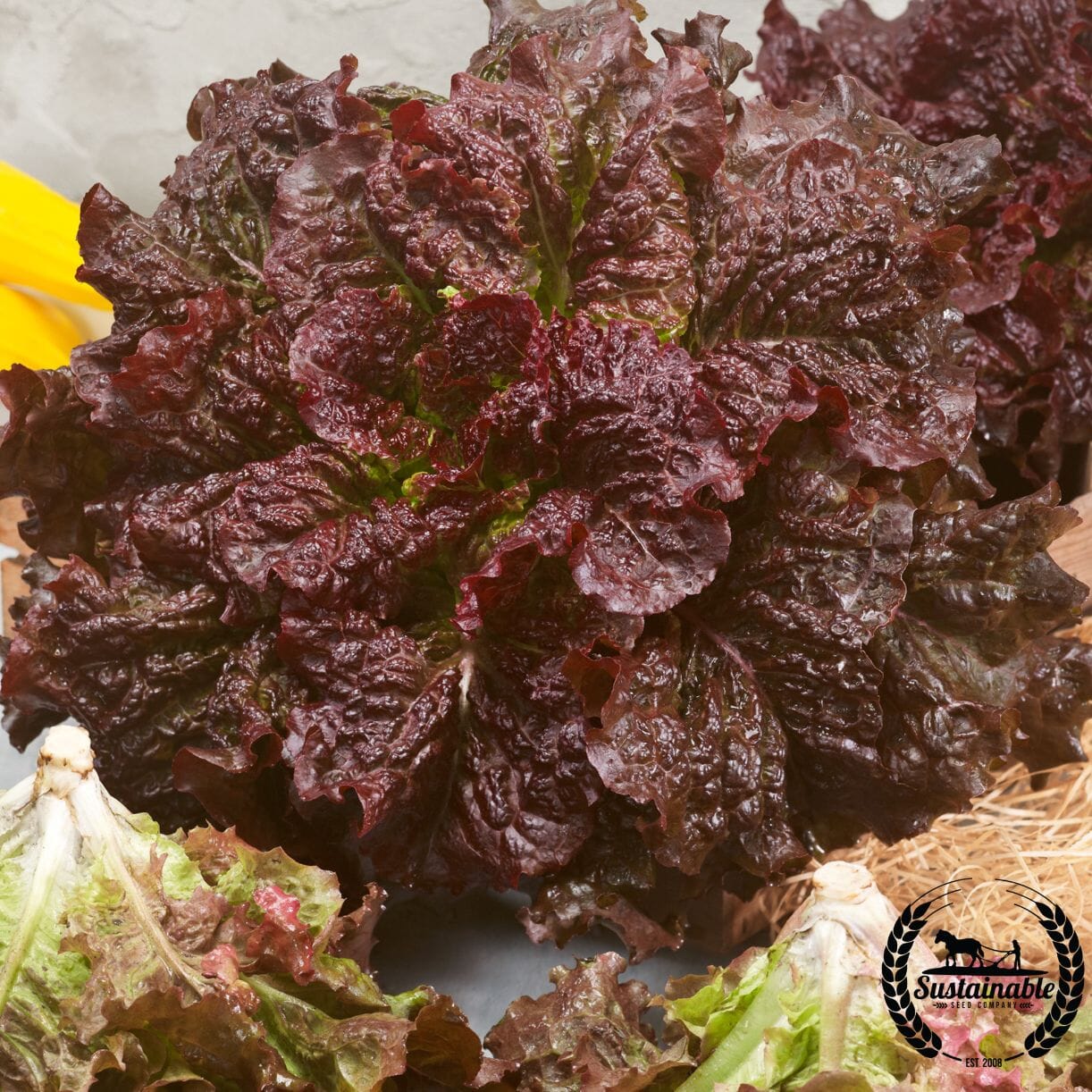 Merlot Lettuce