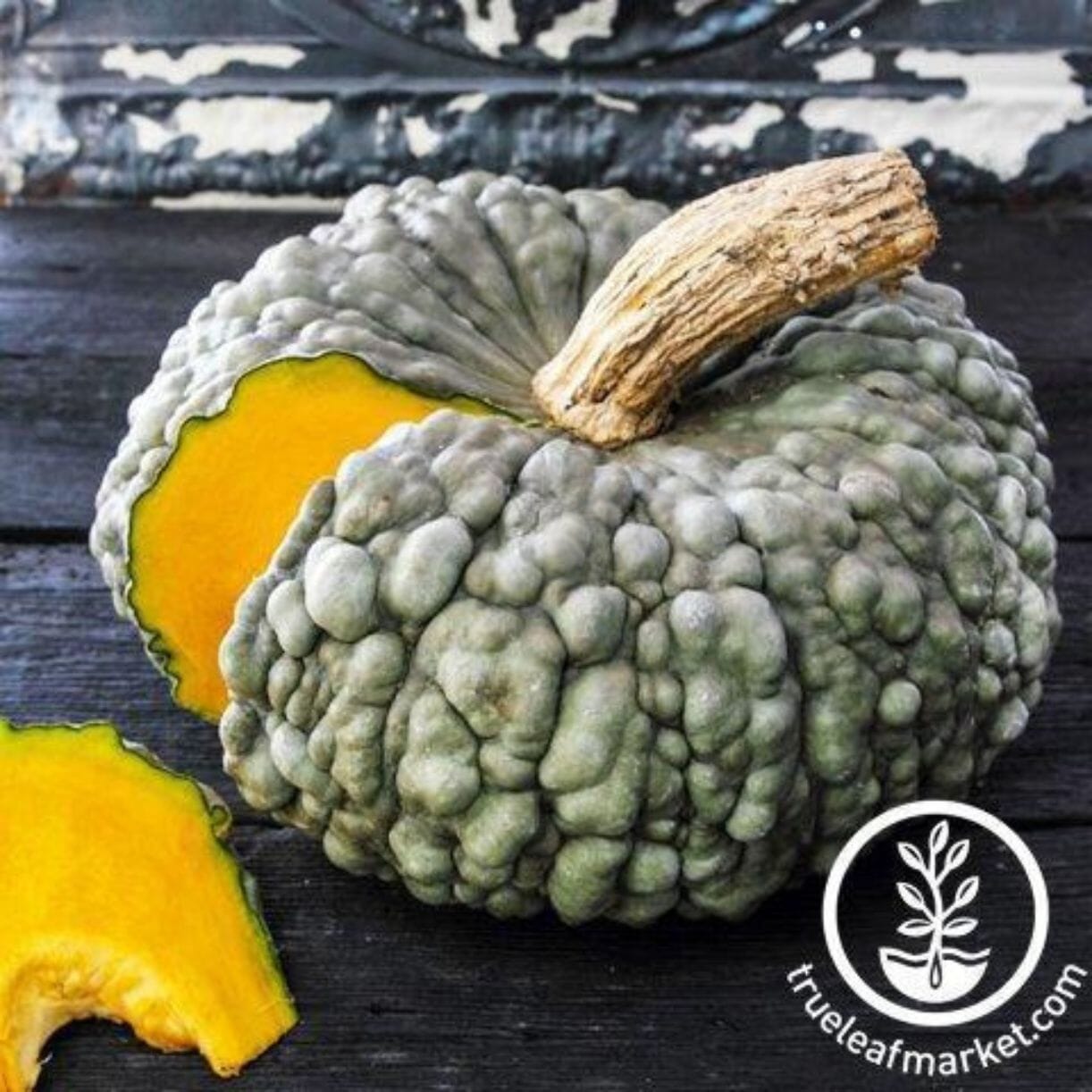 Marina Di Chioggia Squash