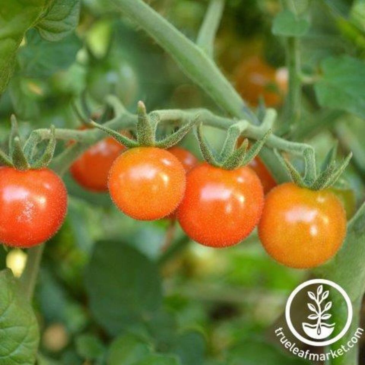 Matt's Wild Cherry Tomato