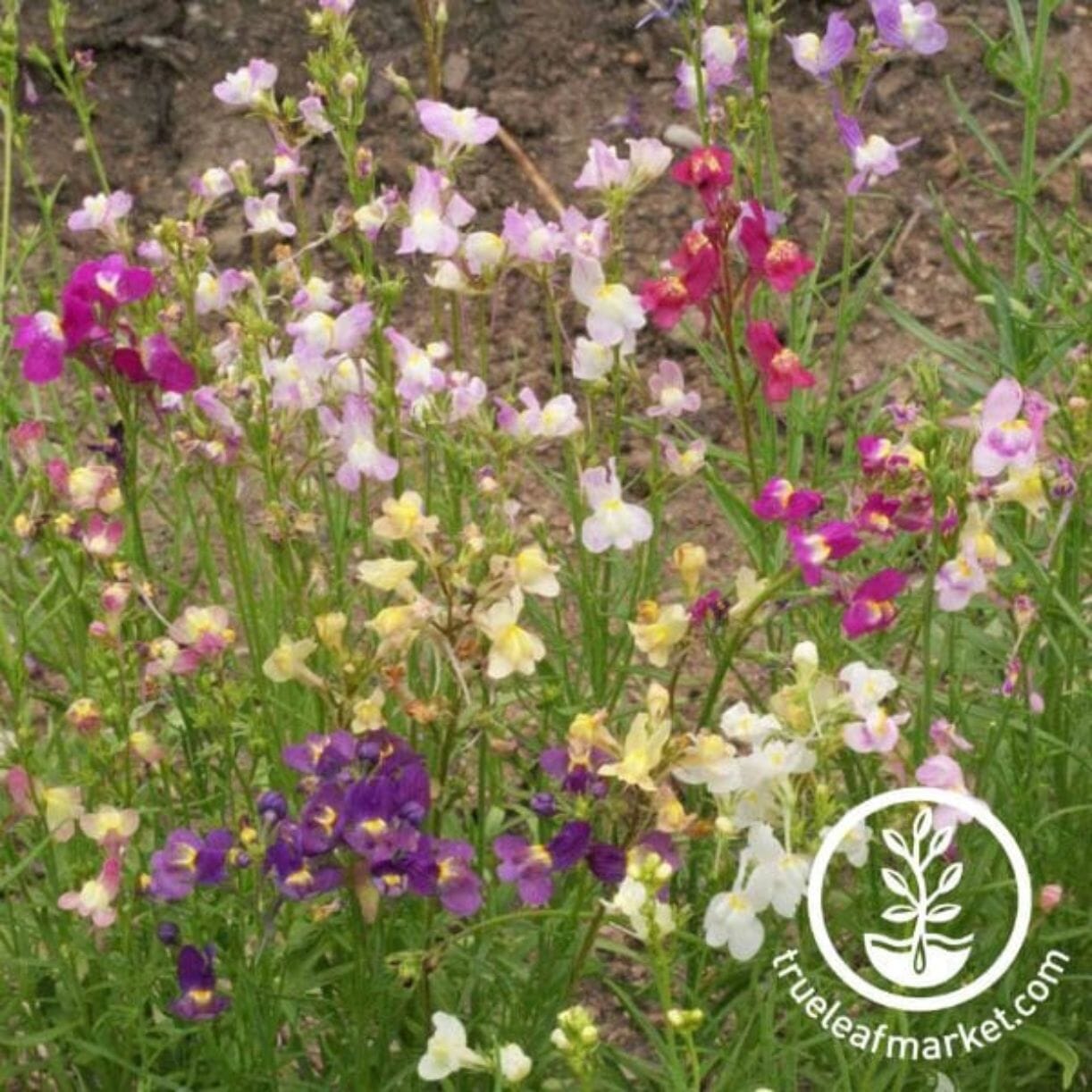 Northern Lights Linaria