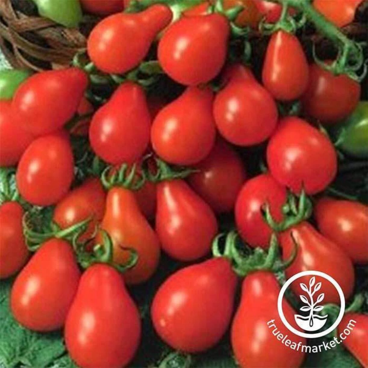 Red Pear Tomato