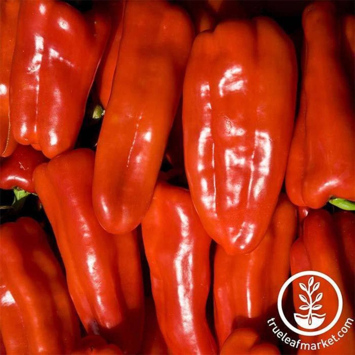 Gypsy Pepper