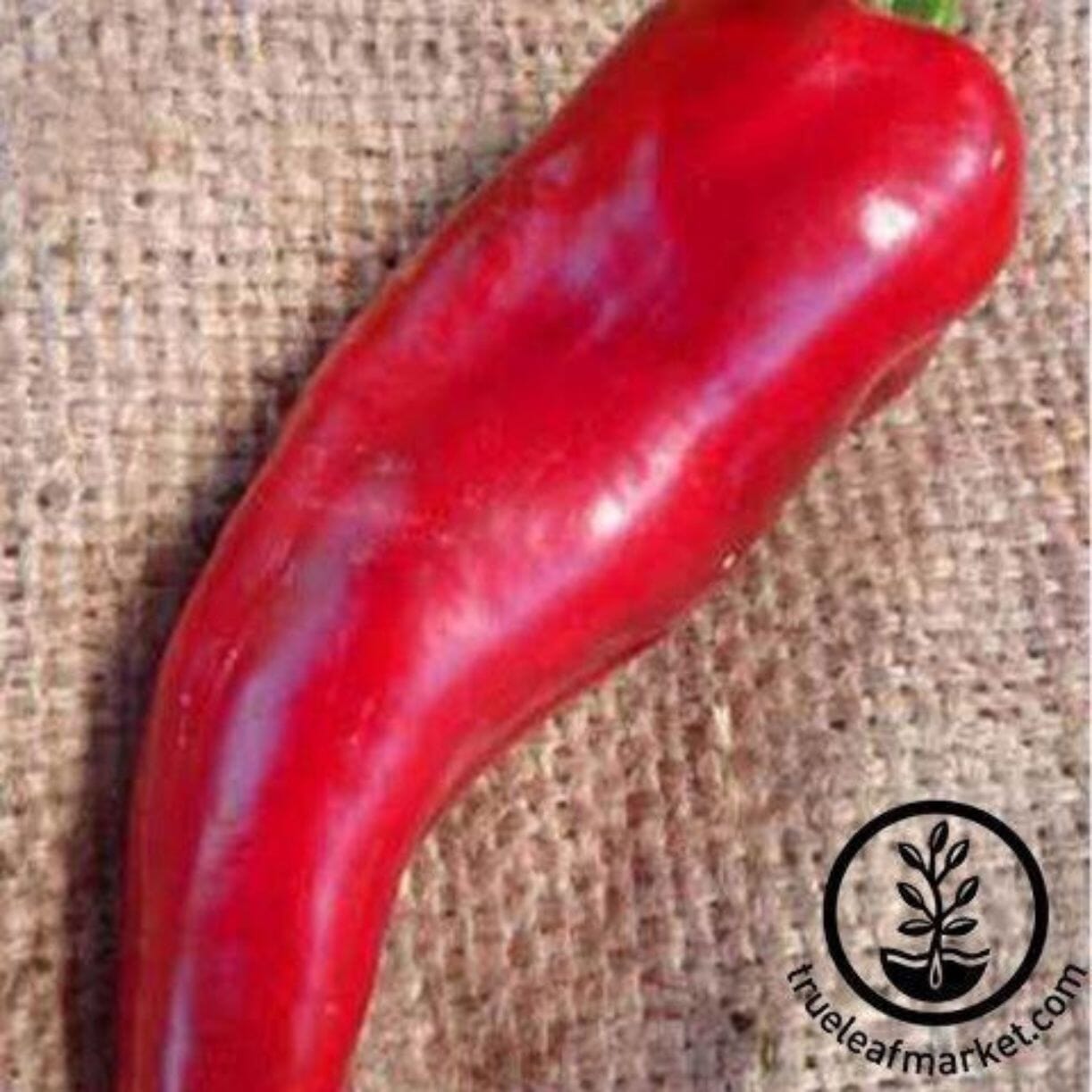 Marconi Red Pepper