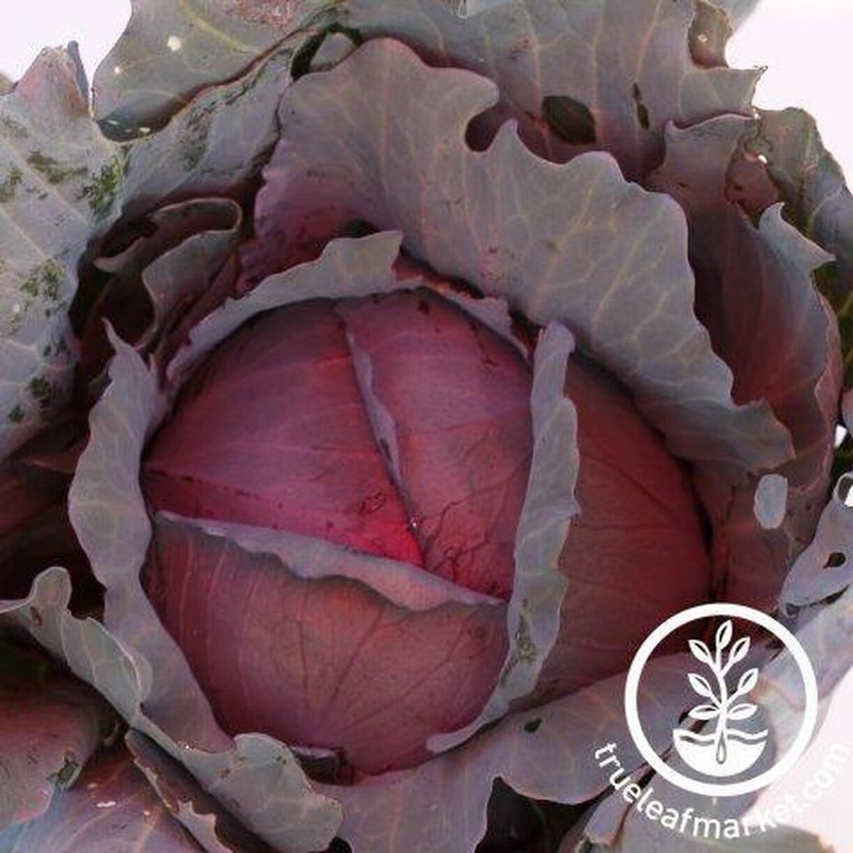 Red Express Cabbage