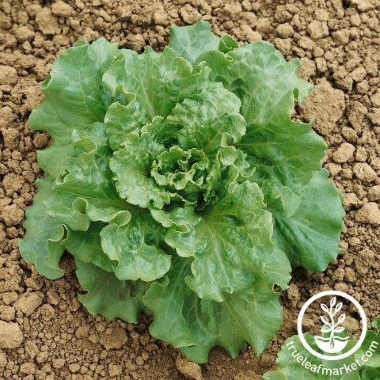 Nevada Lettuce